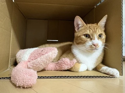 猫は狭い所が大好き！段ボールに入るしょうくん