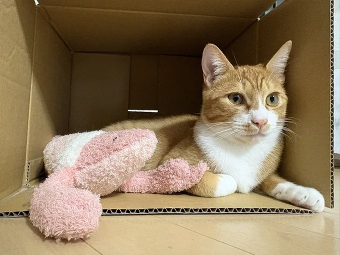 猫は狭い所が大好き!段ボールに入るしょうくん