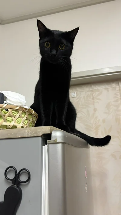 冷蔵庫の番人が入れかわっていました！▶猫たちに人気の場所（⇒次へ）