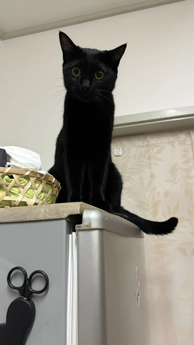 冷蔵庫の番人が入れかわっていました!▶猫たちに人気の場所(⇒次へ)