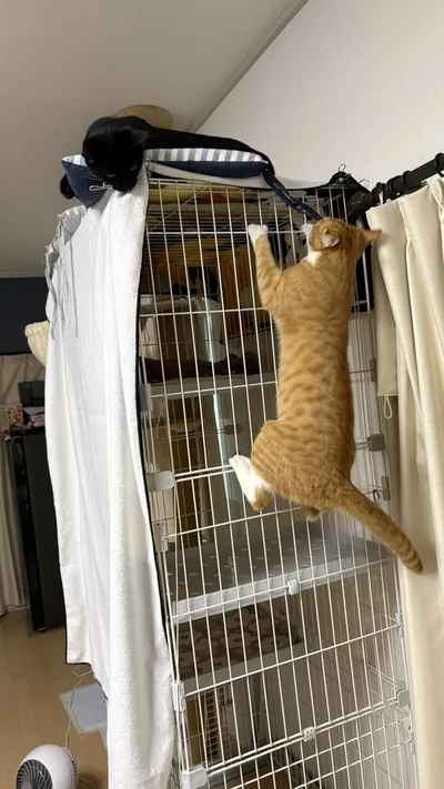 普段からやんちゃなしょうくん▶まさに忍者猫！！（⇒次へ）