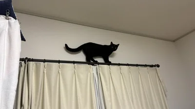 普段からやんちゃなさちちゃん▶袋の暗闇に隠れる黒猫（⇒次へ）