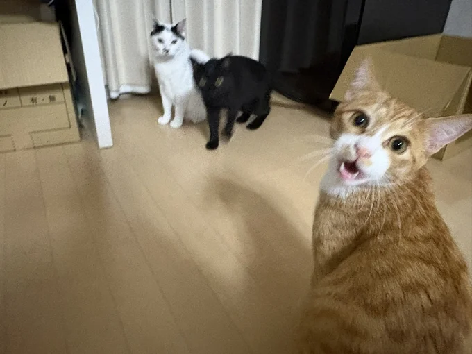 普段からやんちゃな3人衆（⇒次からはYouTubeアニメも話題！愛らしさに癒やされること間違いなしの大人気猫マンガ『夜は猫といっしょ5』が読めます）