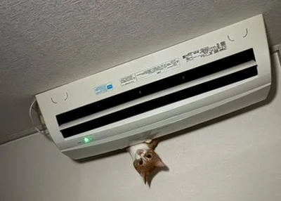 真下から天井に向けて撮ったので、猫がいたのはエアコンの上でした▶明るい時間の犯行現場はコチラ！（⇒次へ）
