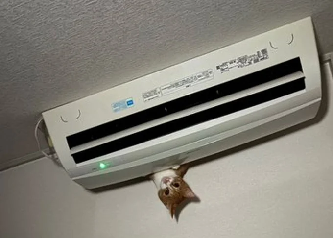 真下から天井に向けて撮ったので、猫がいたのはエアコンの上でした▶明るい時間の犯行現場はコチラ!(⇒次へ)