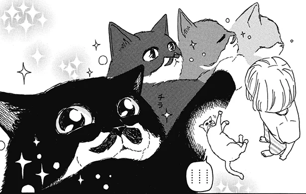 この子ここまで可愛かったっけ!? 私を誘ってくるとき　猫のきもちがわからない(5)【連載】