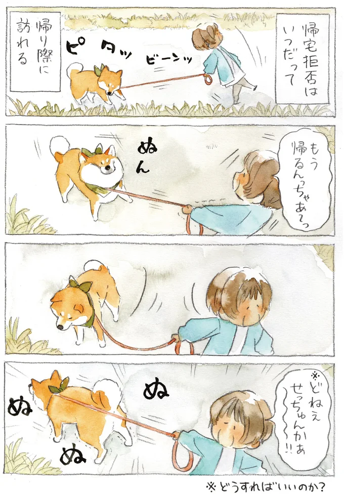 『柴犬ぽんちゃん、今日もわが道を行く3』より