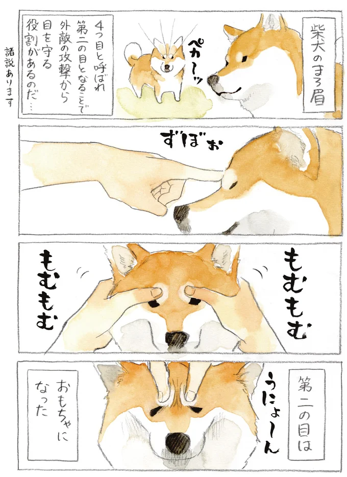 柴犬のまろ眉