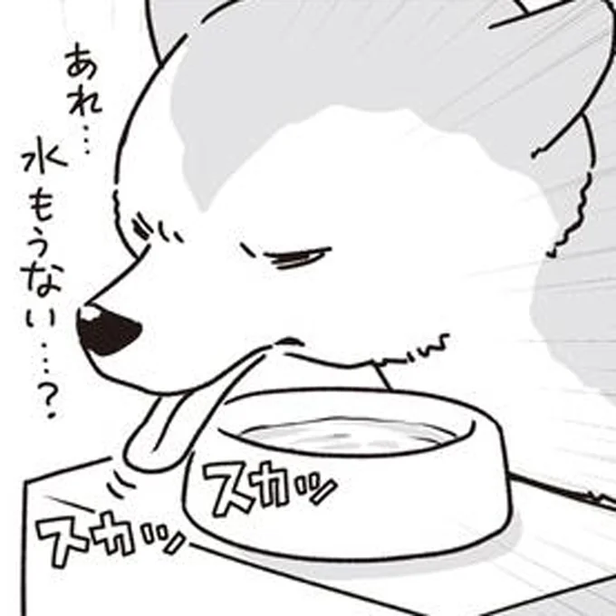 水の場所がわからないシニア犬