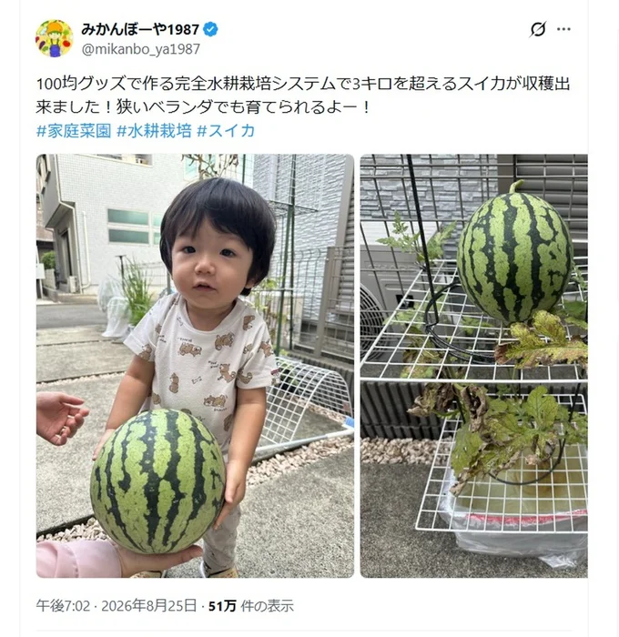 話題になった「自宅でスイカ栽培」のポスト▶スイカが育ったのは畑ではありません!(⇒次へ)