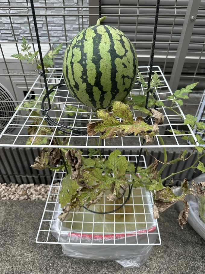 ワイヤーネットを使った水耕栽培!▶横に広がらず限られたスペースでもスイカが作れるんです(⇒次へ)