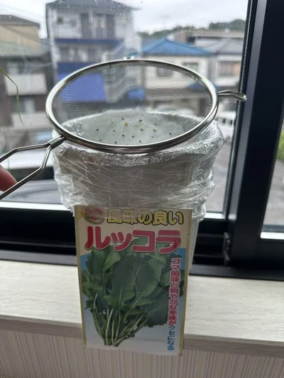 ルッコラ栽培の様子▶さまざまな野菜の水耕栽培に取り組んでいます（⇒次へ）