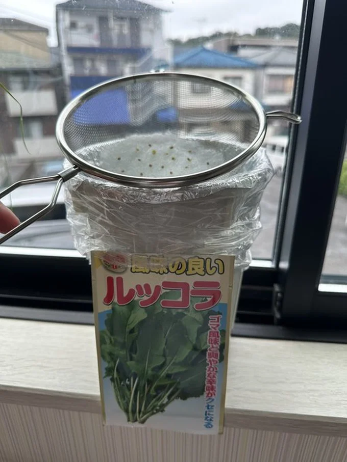 ルッコラ栽培の様子▶さまざまな野菜の水耕栽培に取り組んでいます（⇒次へ）