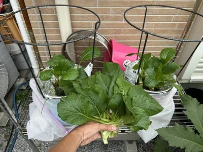 小松菜も収穫！▶ひとつの容器での収穫量は合計600g以上！（⇒次へ）