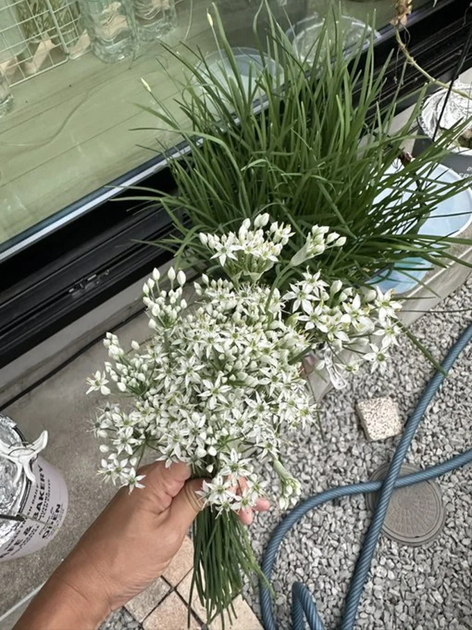 ニラは花も美味しいのだそう▶小ぶりで可愛い花です（⇒次へ）