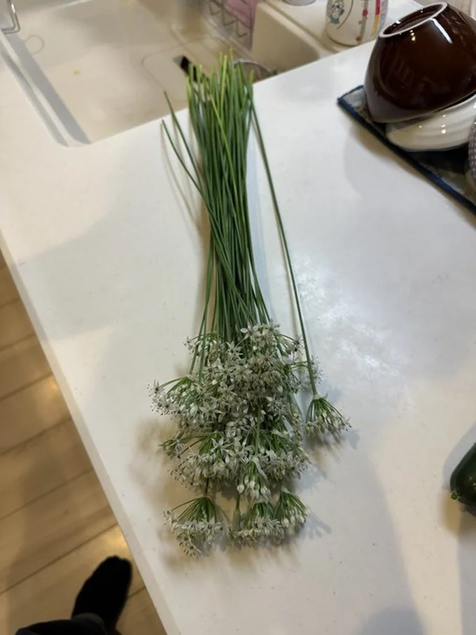 スーパーではあまり見られないニラの花▶家庭菜園ならではの楽しみです（⇒次へ）