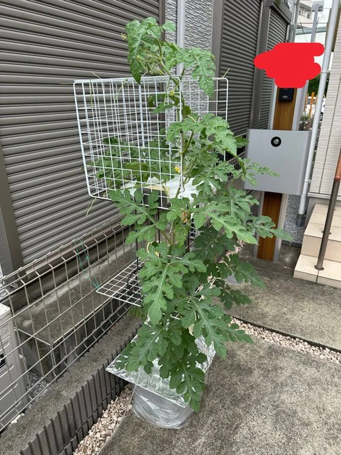 限られたスペースでスイカが複数育てられる！▶ぐんぐん育って欲しいですね（⇒次へ）