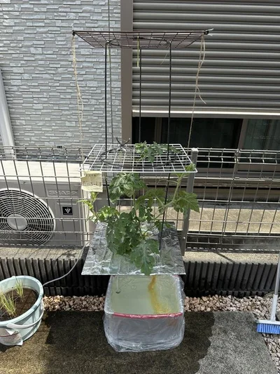 ワイヤーネット+鉢底ネット▶根の部分（⇒次へ）