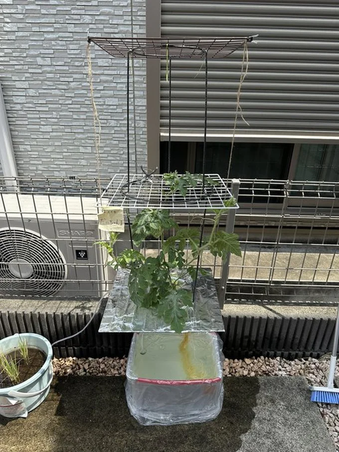 ワイヤーネット+鉢底ネット▶根の部分（⇒次へ）