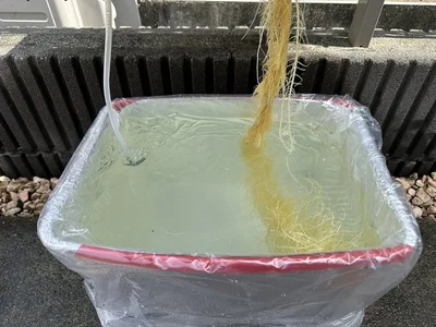たっぷりの水で根が育ちます▶根を下から見ると（⇒次へ）