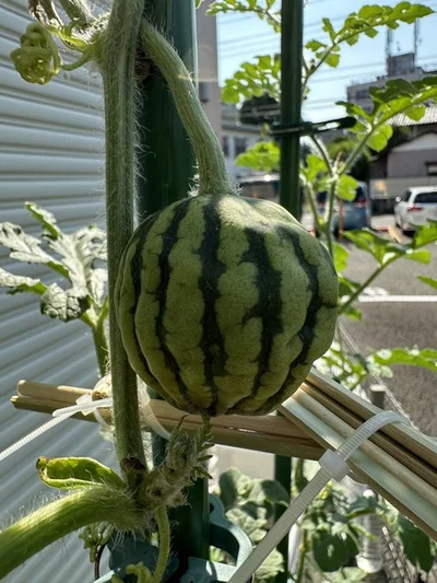 過去にはスイカがシワシワになってしまったことも（⇒次からは小さなガラス容器の中に魅力たっぷりの緑の世界！『ズボラでもできた 小さな緑で心が潤うお部屋づくり 苔テラリウムはじめました』が読めます）