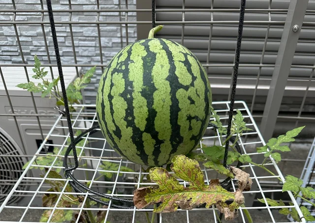 ベランダで3キロ超えのスイカが実った！土なし、100均グッズでここまでできる！？