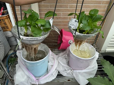 水耕栽培の小松菜の収穫▶窓際で育つ植物たち（⇒次へ）