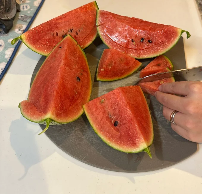 ぎっしりとした果肉感です▶苗から収穫までにかかった期間は、約4か月とのこと(⇒次へ)