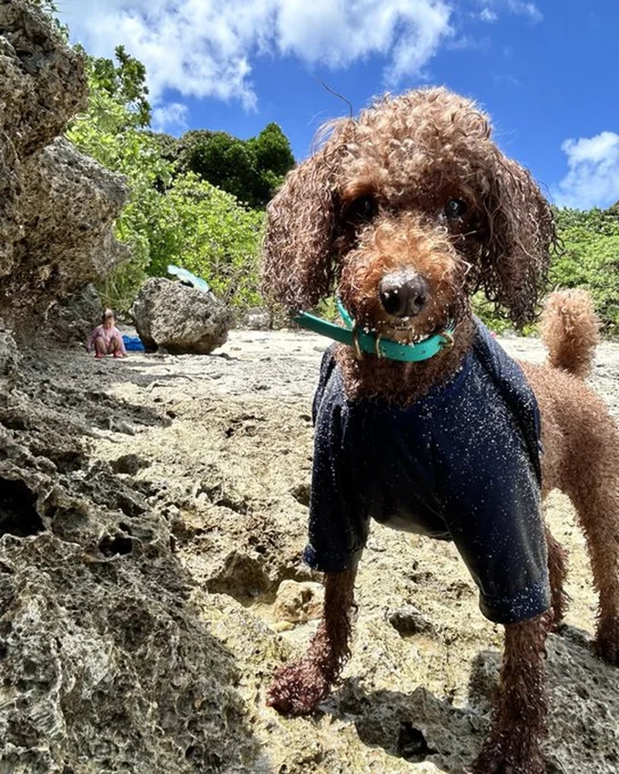 愛犬のむぎちゃんも海遊びに大満足▶美しい自然に囲まれて（⇒次へ）