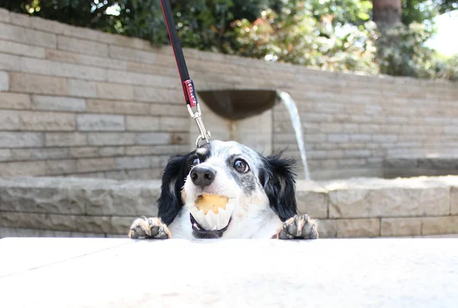 無添加おやつで愛犬の健康を守る！