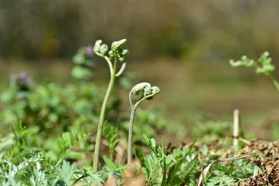 【写真】ワラビ餅の原料は山菜わらびからとれるデンプン