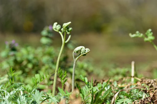 【写真】ワラビ餅の原料は山菜わらびからとれるデンプン