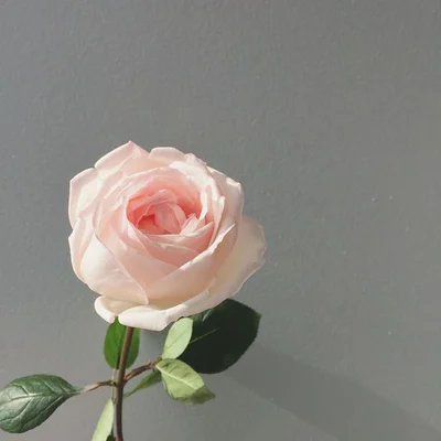 【写真】化粧品のために開発された新品種のバラ