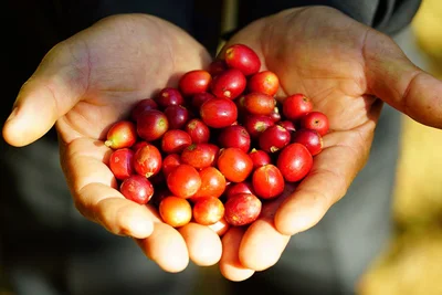 【写真を見る】真っ赤に熟したコーヒーの果実