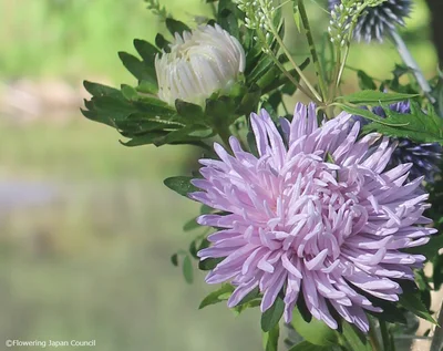 飾るだけで避暑地気分 爽やかに飾りたい 新種のアスター 花と過ごす週末vol 4 画像2 7 レタスクラブ