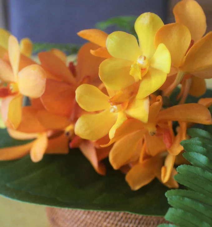 鮮やかな南国カラー モカラが咲くテーブル 花と素敵な週末を Vol 7 レタスクラブ
