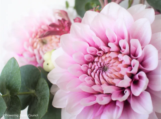華麗なダリアに見惚れる、週末のティータイム【花と素敵な週末を Vol.12】