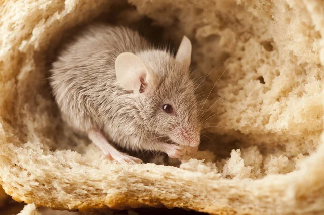 東京でネズミが大量発生するかも？