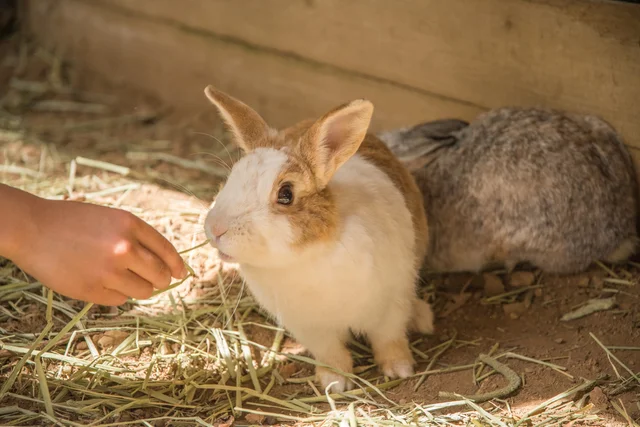 答えは ちょうどいいから 小学校でウサギが飼育される理由