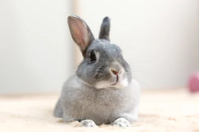 【写真】ウサギの特徴を知ることが第一歩