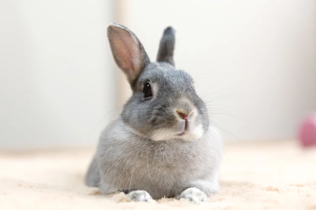 【写真】ウサギの特徴を知ることが第一歩