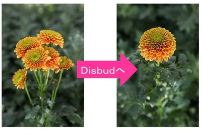 茎の脇から出てくる脇芽（bud )を取り除き（dis)、いちばん上の「頂花」だけを残して、大きく咲かせる栽培手法