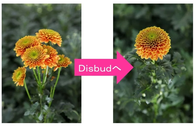 茎の脇から出てくる脇芽(bud )を取り除き(dis)、いちばん上の「頂花」だけを残して、大きく咲かせる栽培手法