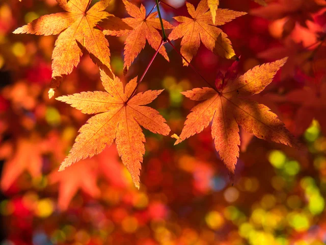 紅葉が美しい日本の秋！