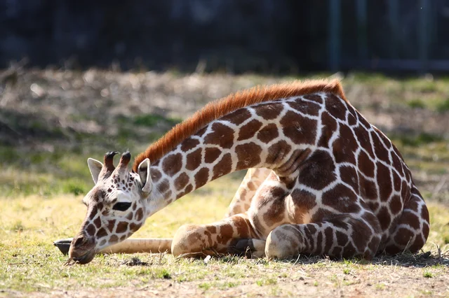 キリンは1日分 肉食動物より草食動物のほうが睡眠時間は短い 眠れないほど面白い地球の雑学 42 連載 レタスクラブ