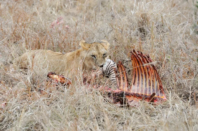 ライオンなどの肉食動物は肉ばかり食べて栄養は偏らないのか 眠れない
