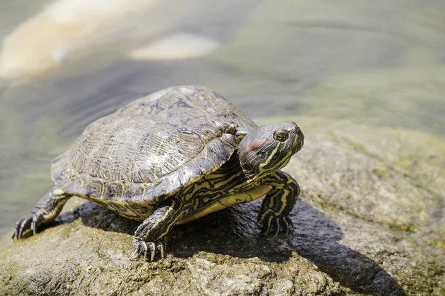 【写真】縁日のカメも本当は外来生物？