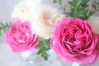 オータムローズの香りにときめいて、心までバラ色に【花と素敵な週末を Vol.18】