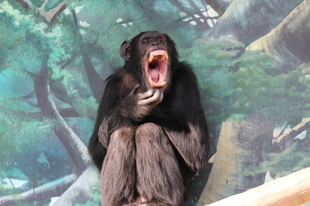 チンパンジーの 殺し合い は人間の影響ではない 眠れないほど面白い地球の雑学 46 連載 レタスクラブ