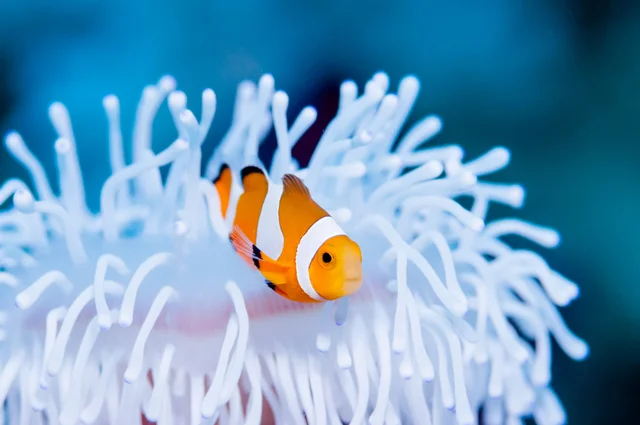 性別 クマノミ 性転換する魚のメカニズム 長濱